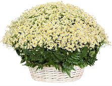 Цветочная композиция из Ромашки в корзине #REPLACE_PRED# Михайловской